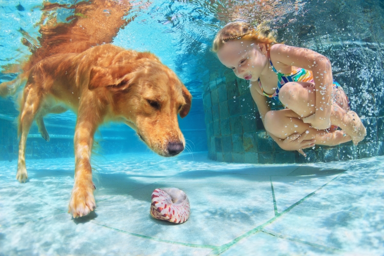 image of Little girl and her puppy jumping into their home pool in St. Louis