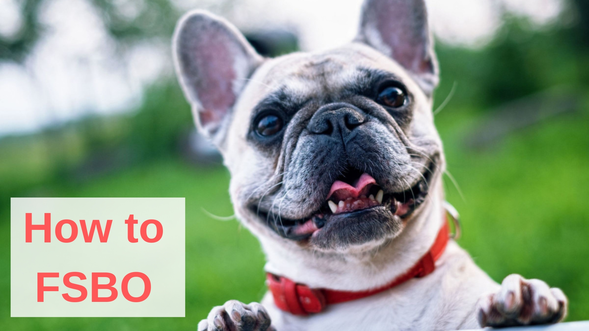 Image of puppy with caption 'How to FSBO'